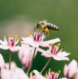 Fotografierte Biene, mit Nektarbeinen, dockt gerade an einer Blüte an.